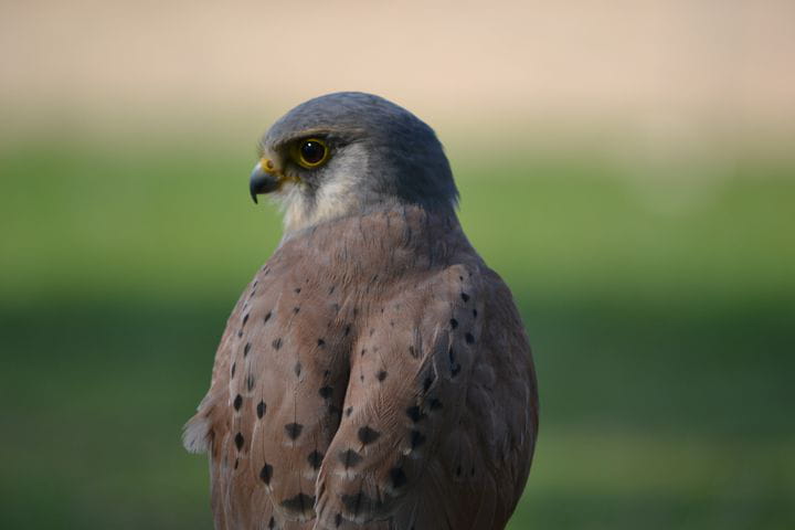 Cernícalo primilaa (Falco naumanni). Especie incluida en el Anexo I de la Directiva Aves