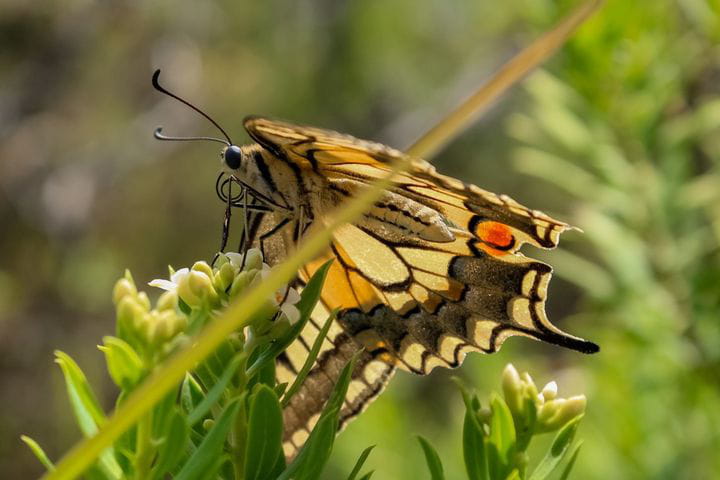 Mariposa Macaón - Papilio machaon (Linnaeus, 1758). Fotografía de Miguel Carballa Fernández.