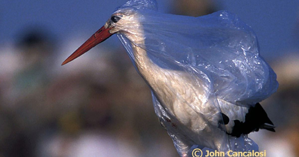 IMPACTO DE LA CONTAMINACIÓN POR PLÁSTICOS EN LAS AVES Blog Emberiza