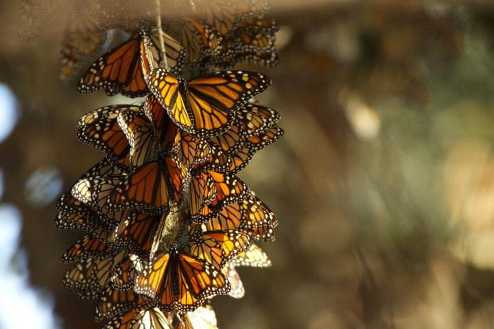 Mariposa monarca (Danaus plexippus)