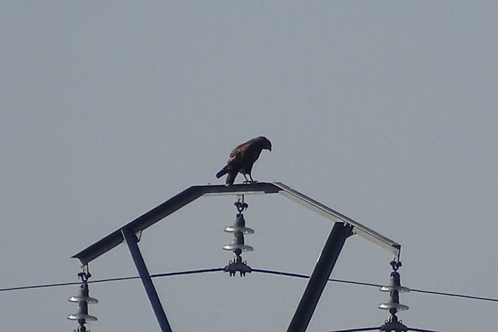 Impacto de la Infraestructura Eléctrica en la Avifauna: Compromiso con la Sostenibilidad