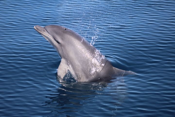Delfín mular
