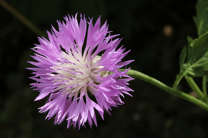 Centaurea borjae