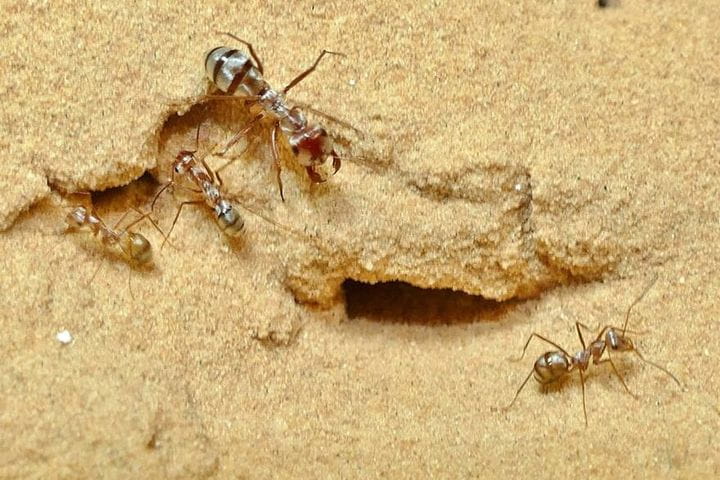 Cataglyphis bombycina