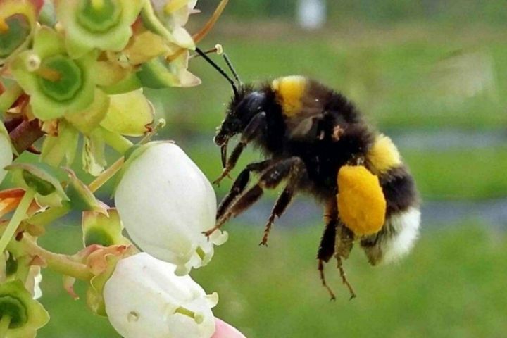 Los polinizadores en peligro