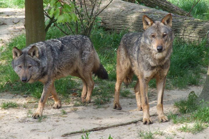 Breves Monografías sobre el Medio Natural del NW de España (III): El Lobo ibérico (Canis lupus signatus)