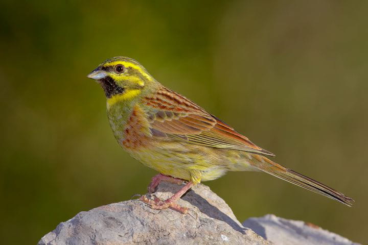 Emberiza cirlus