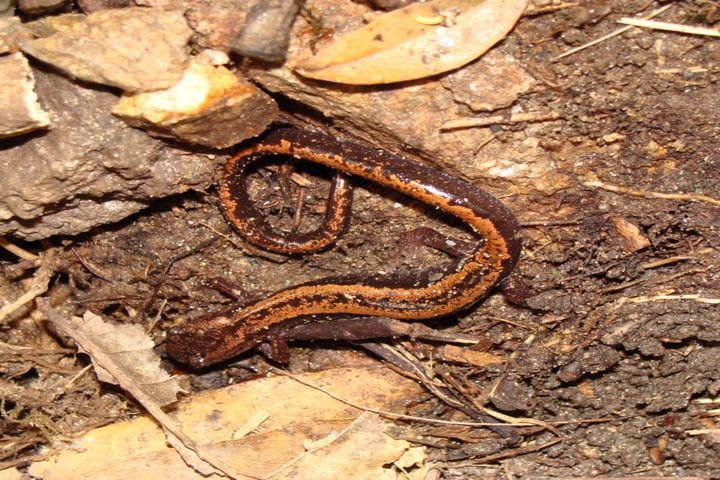 Salamandra rabilarga 