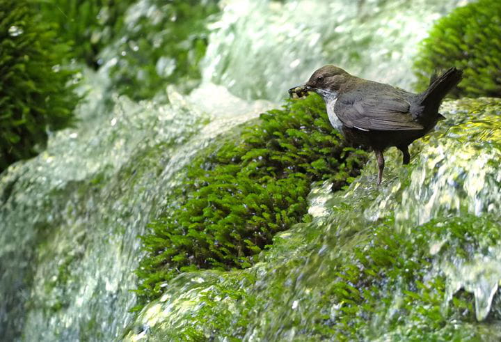 Cinclus cinclus, también conocido como mirlo acuático europeo