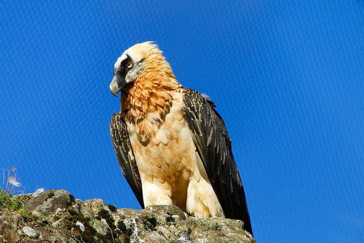 Quebrantahuesos - Gypaetus barbatus